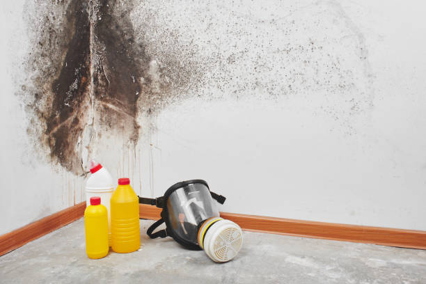 Best Insurance-Related Mold Remediation in Grand Coulee, WA