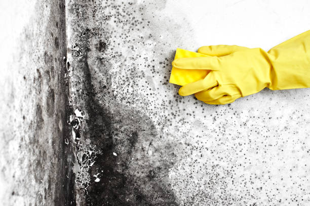 Best Emergency Mold Remediation in Grand Coulee, WA