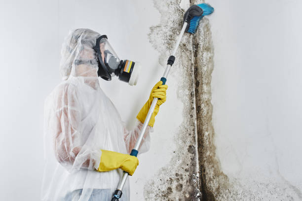 Best Mold Remediation for Schools in Grand Coulee, WA