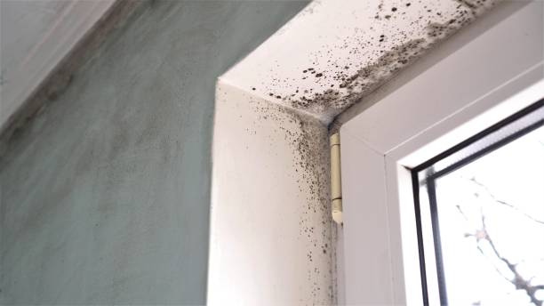 Best Basement Mold Remediation in Grand Coulee, WA