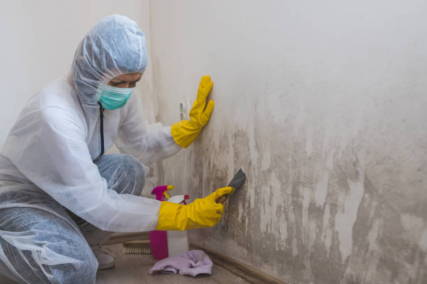 Reliable Grand Coulee, WA Mold Remediation Solutions