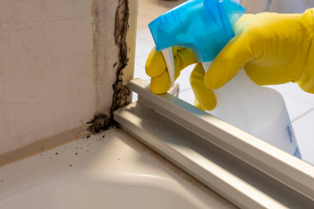Best Bathroom Mold Remediation in Grand Coulee, WA