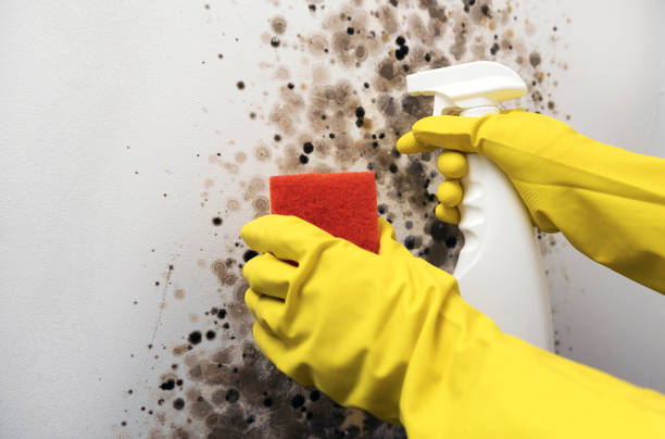 Trusted Grand Coulee, WA Mold Remediation Experts