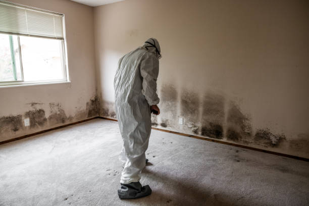 Best Kitchen Mold Remediation in Grand Coulee, WA