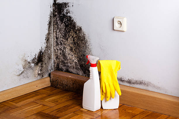 Best Basement Mold Remediation in Grand Coulee, WA