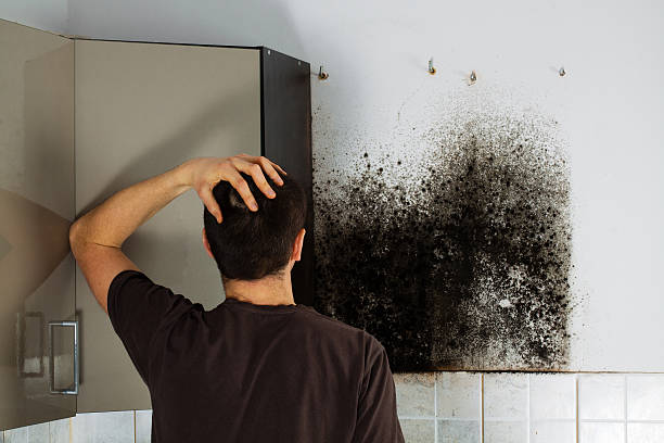 Best Localized Mold Remediation (e.g., coastal areas, humid climates) in Grand Coulee, WA