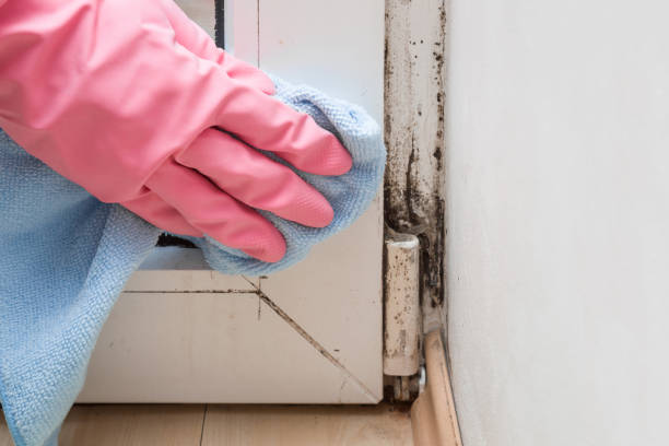 Best Insurance-Related Mold Remediation in Grand Coulee, WA